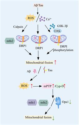 Progress in mitochondrial and omics studies in Alzheimer’s disease research: from molecular mechanisms to therapeutic interventions